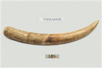 藏品(非洲象象牙)的圖片